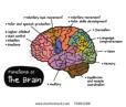 Brain functions by area -clipart