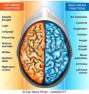 Brain functions by right and left halves