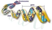 Illustration of DNA -clipart